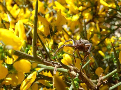 Aliaga thorns threat