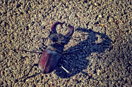 Nature stag-beetle black photo