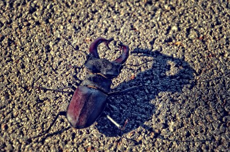Nature stag-beetle black