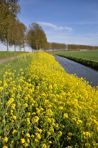 Mustard seed to molendijk puttershoek