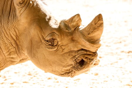 Animal safari park rhinoceros