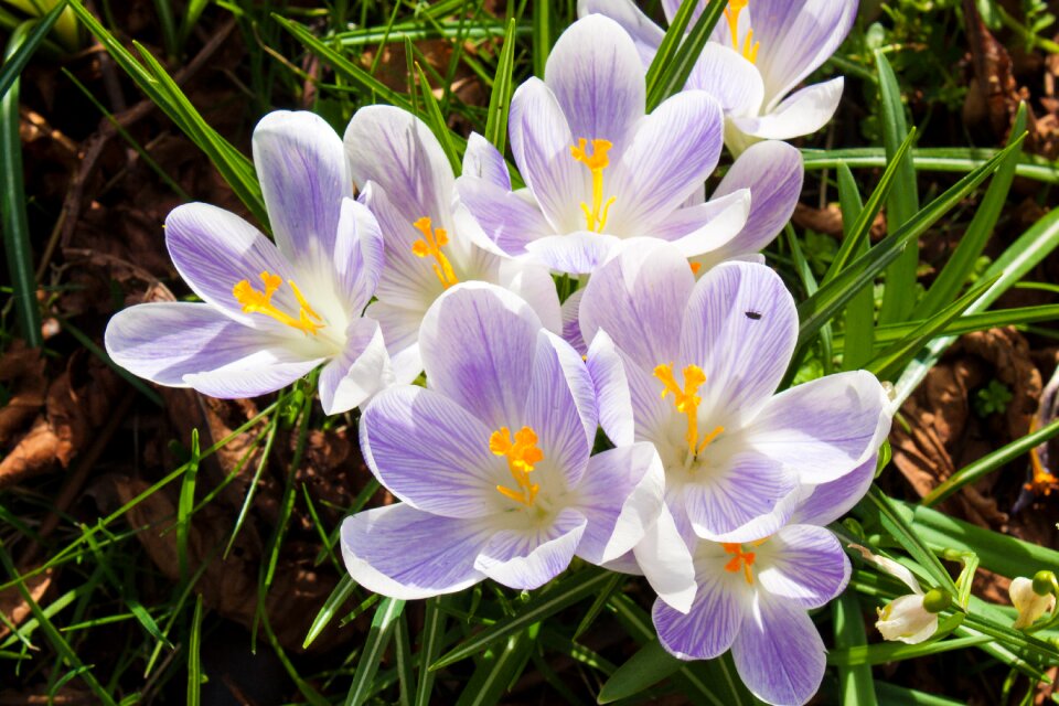 Nature season plant