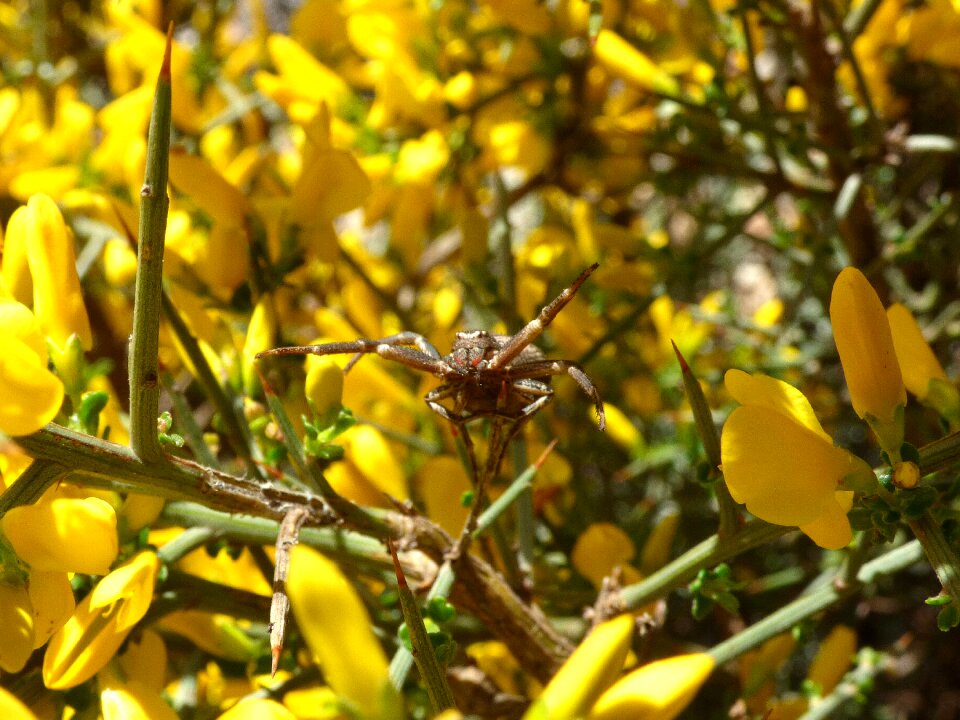 Aliaga thorns threat