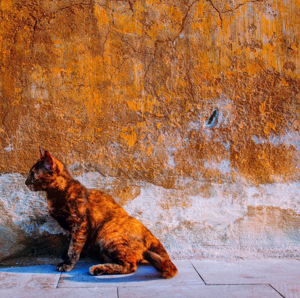 Old wall vietnam hoi an