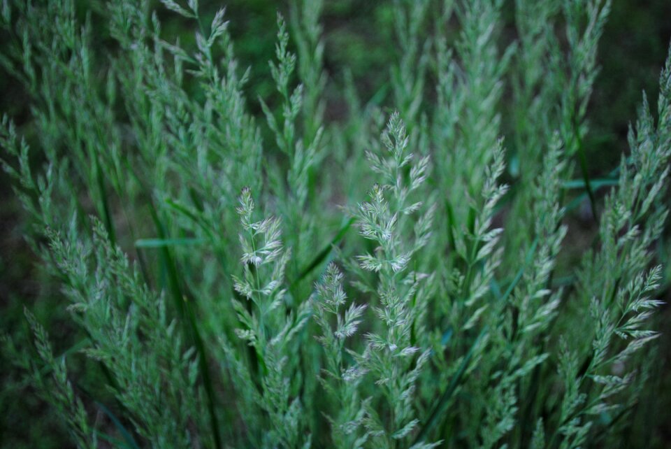 Agriculture nature summer