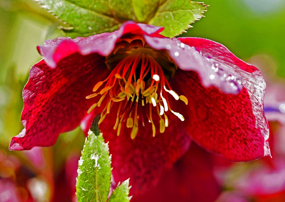 Early spring stamens lush