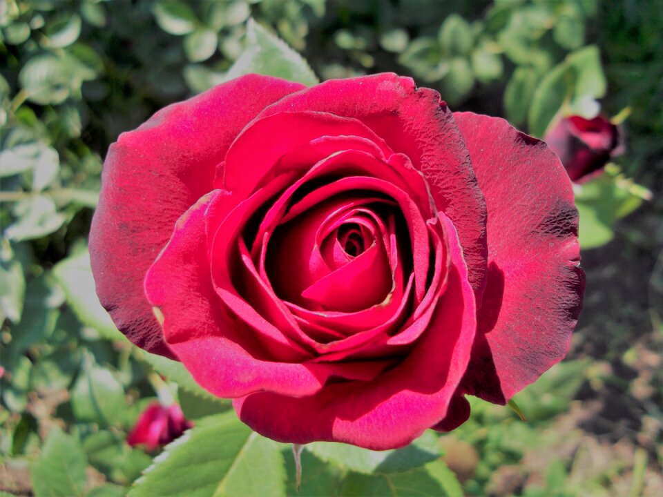 Garden flowers roses garden plants