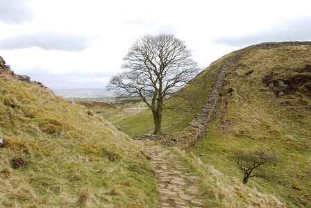 Tree landmark hadrian's