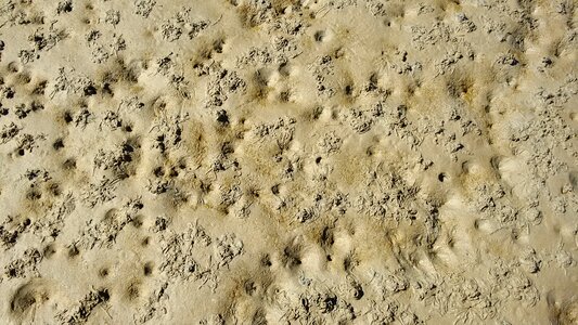 Intertidal zone north sea wadden sea