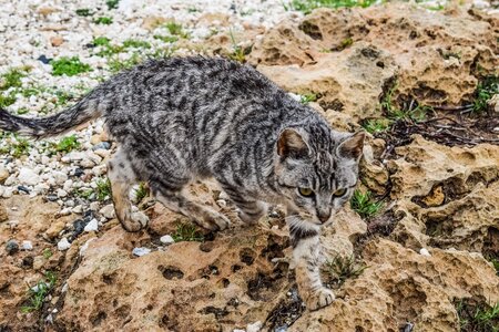Kitten animal tabby