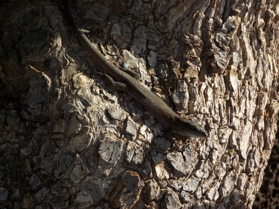 Wildlife skink lanzarote