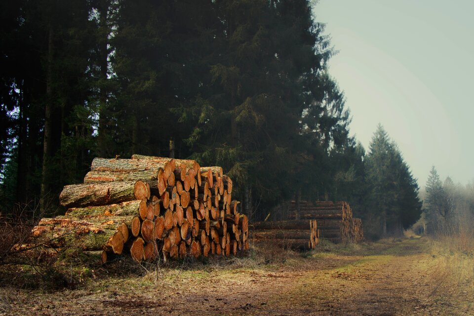 Nature pile forest