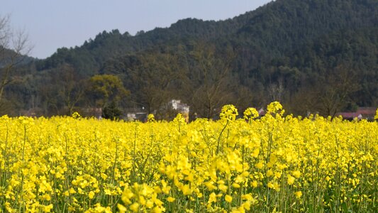 Golden yellow rape spring photo