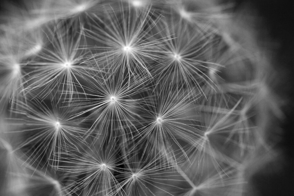 Seeds seeded wind