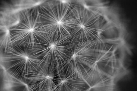 Seeds seeded wind