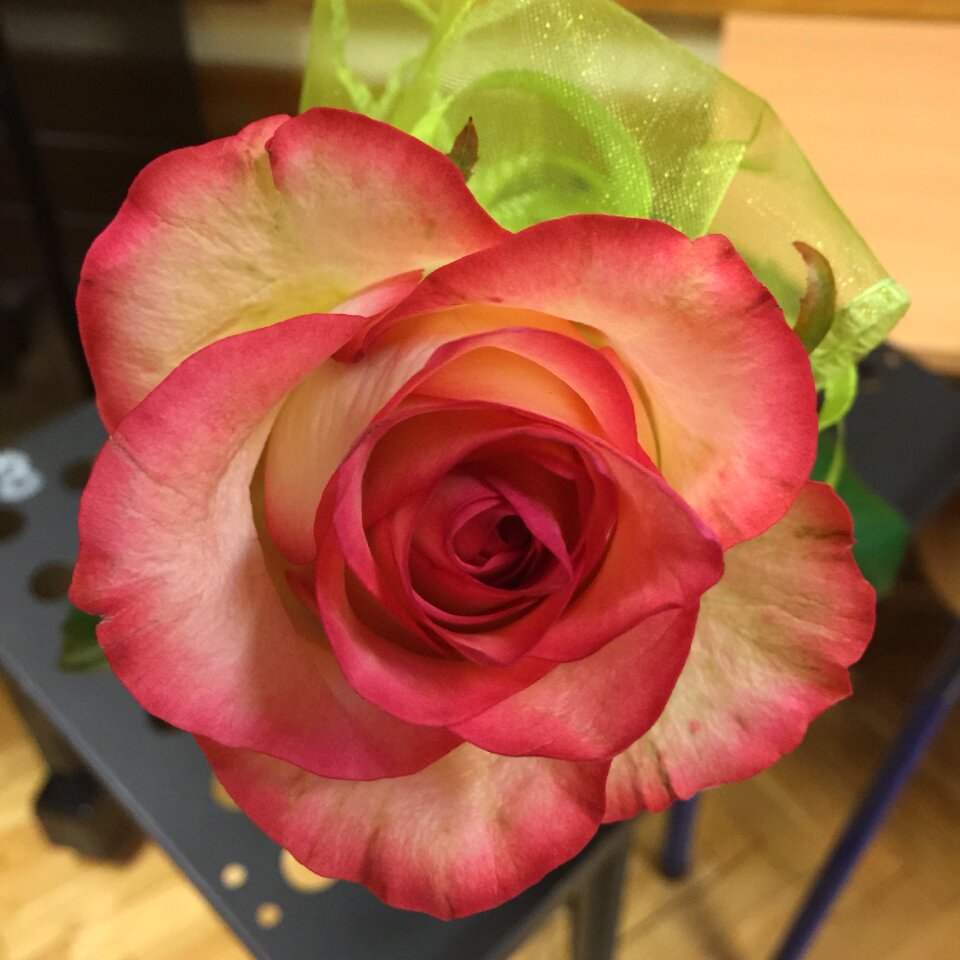 Rose flower red flower