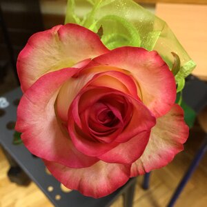 Rose flower red flower