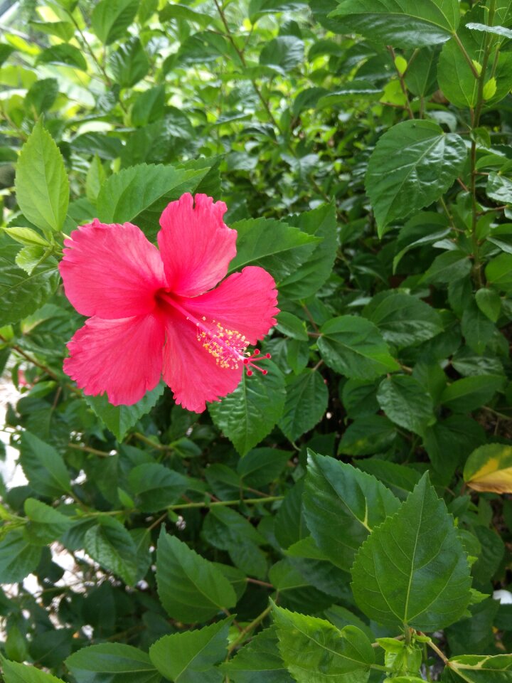 Beautiful simple and elegant fragrance