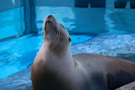 Fur seal seal zoo photo