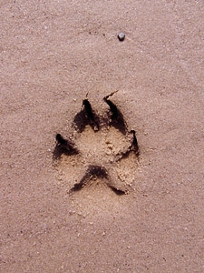 Paw trace sand photo