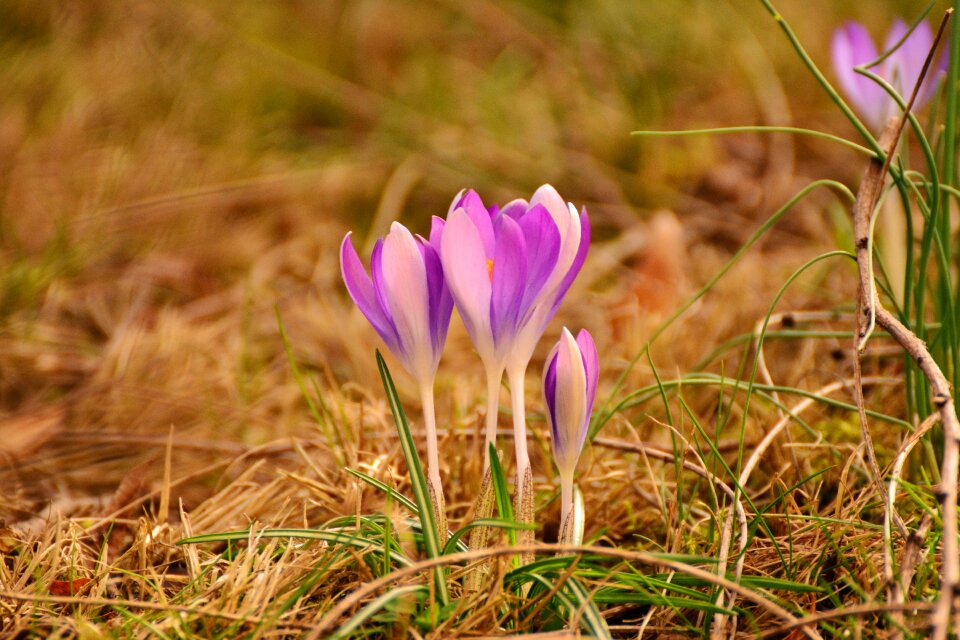 Spring garden purple flower photo