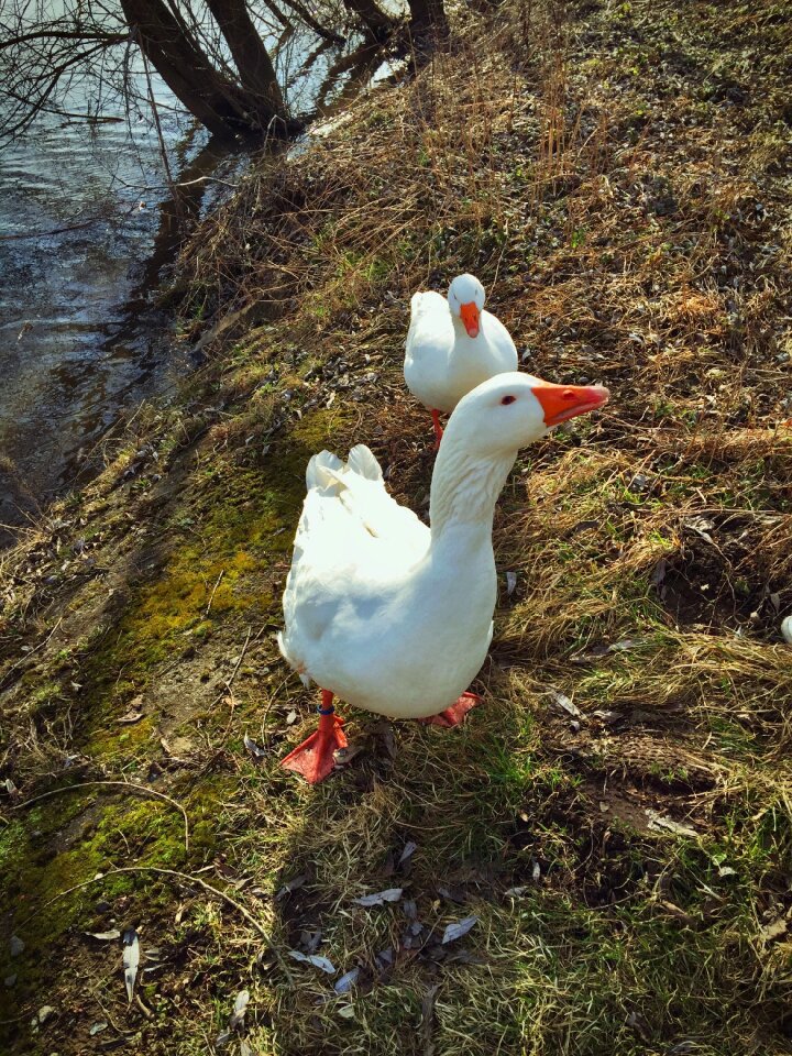 Poultry meadow country life