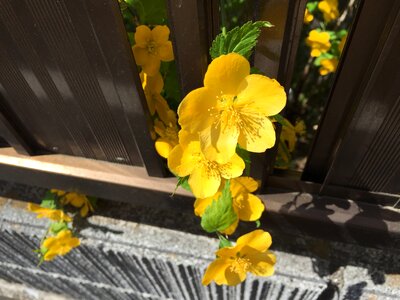 Yellow flowers garden spring