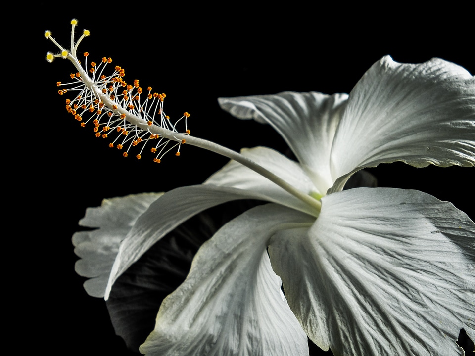 Flower white marshmallow