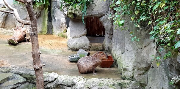 Zoo-animals nature animal