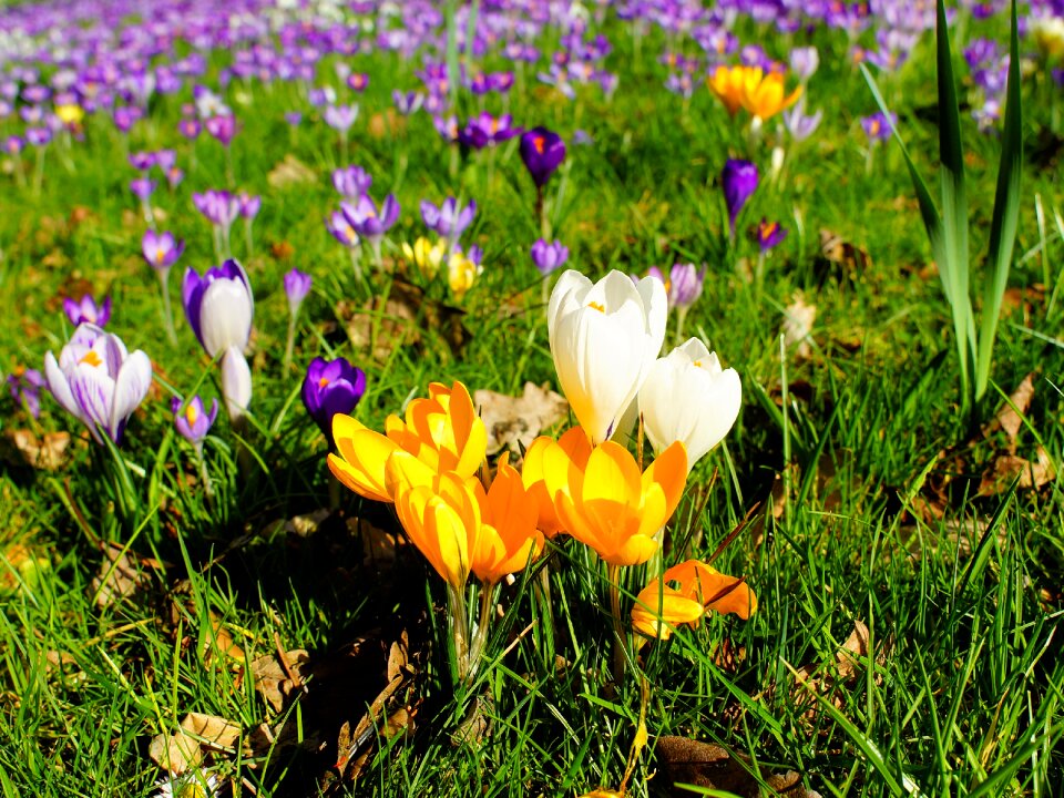 Flowers nature early bloomer photo