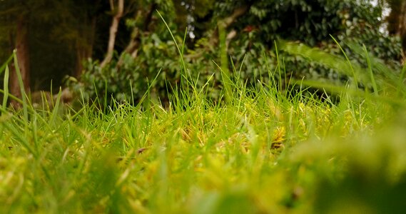 Green grass outdoors foliage