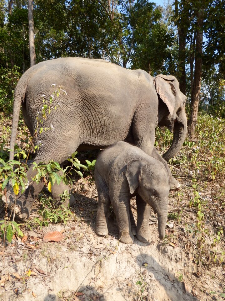 Wilderness animals young elephant