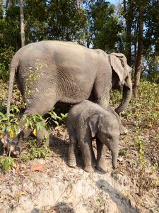 Wilderness animals young elephant photo