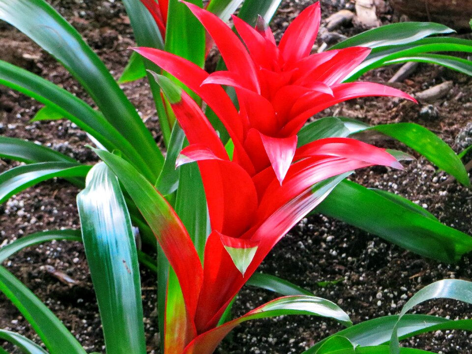 Inflorescence color exotic