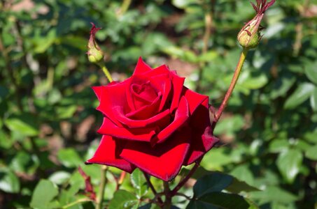 Flower red floral