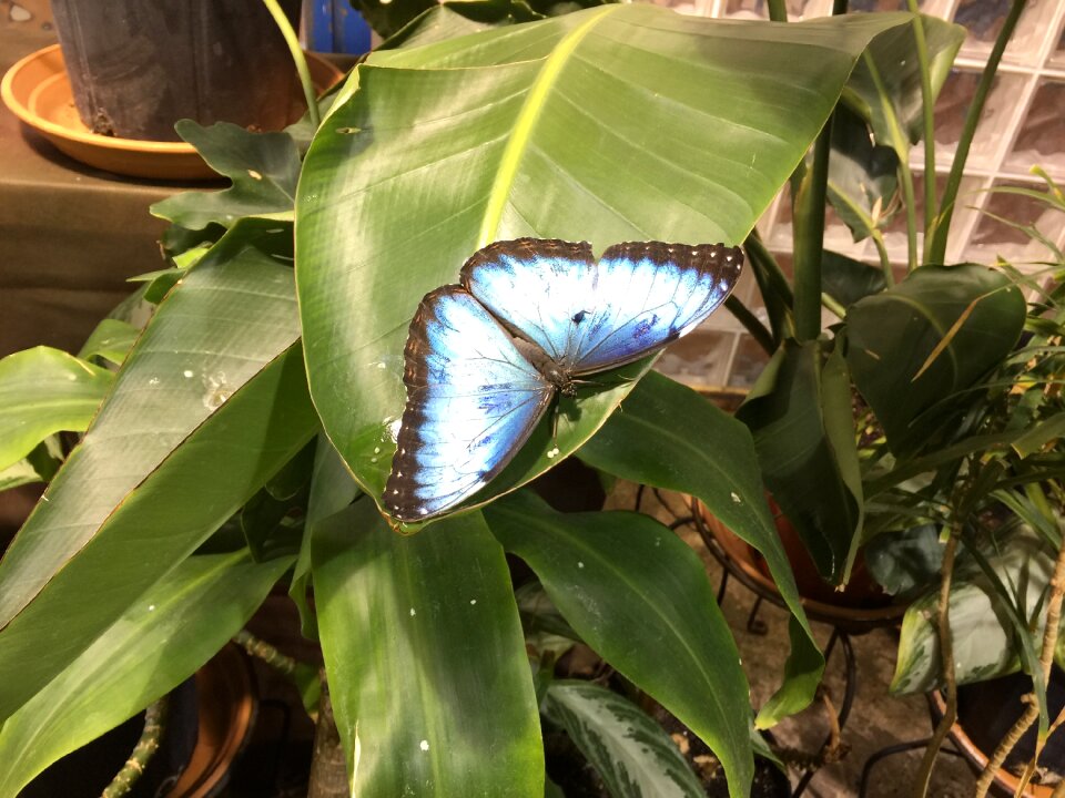 Wing blue butterfly
