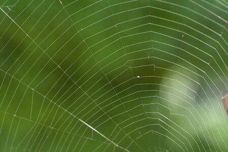 Web cobweb spider