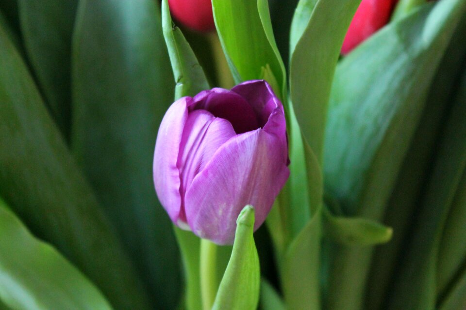 Flowers flower spring
