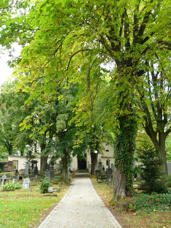 Cemetery sights trees
