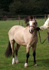 Equestrian welsh pony ponies