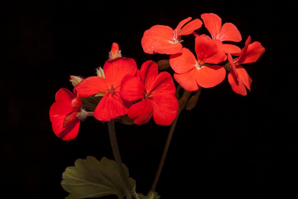 Flowers wildflowers anthi