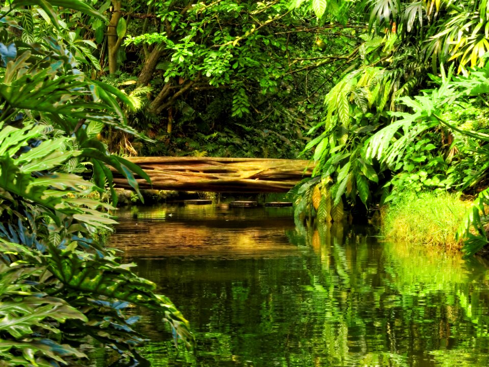 Green jungle rainforest