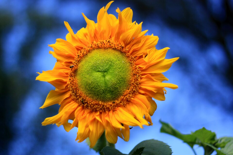 Plant color nature