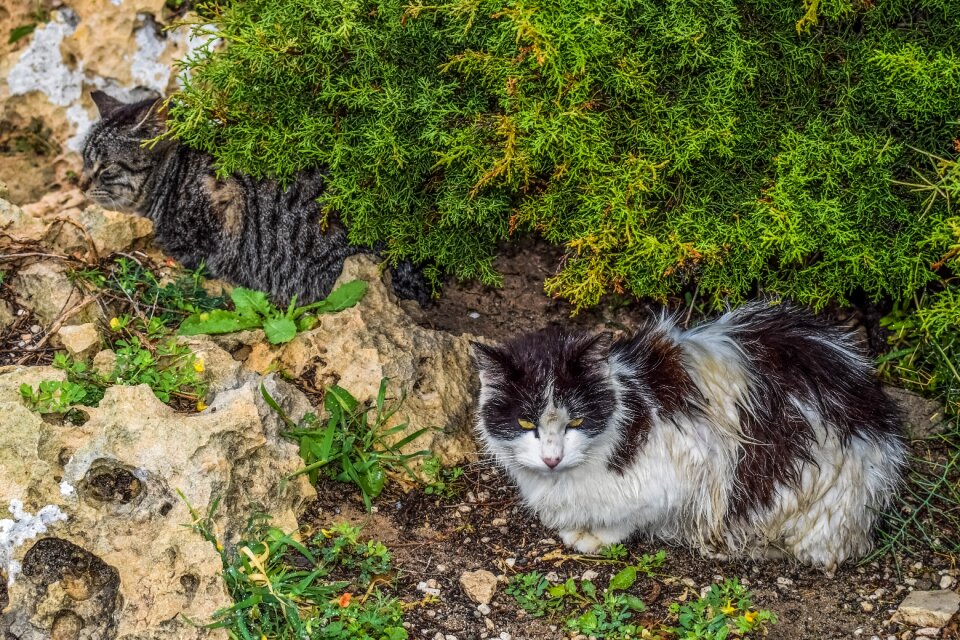 Rainy day homeless animal