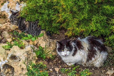 Rainy day homeless animal