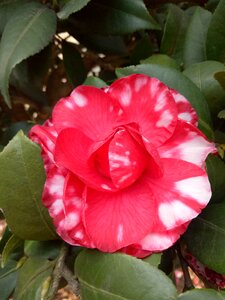 Camellia spring flower color photo