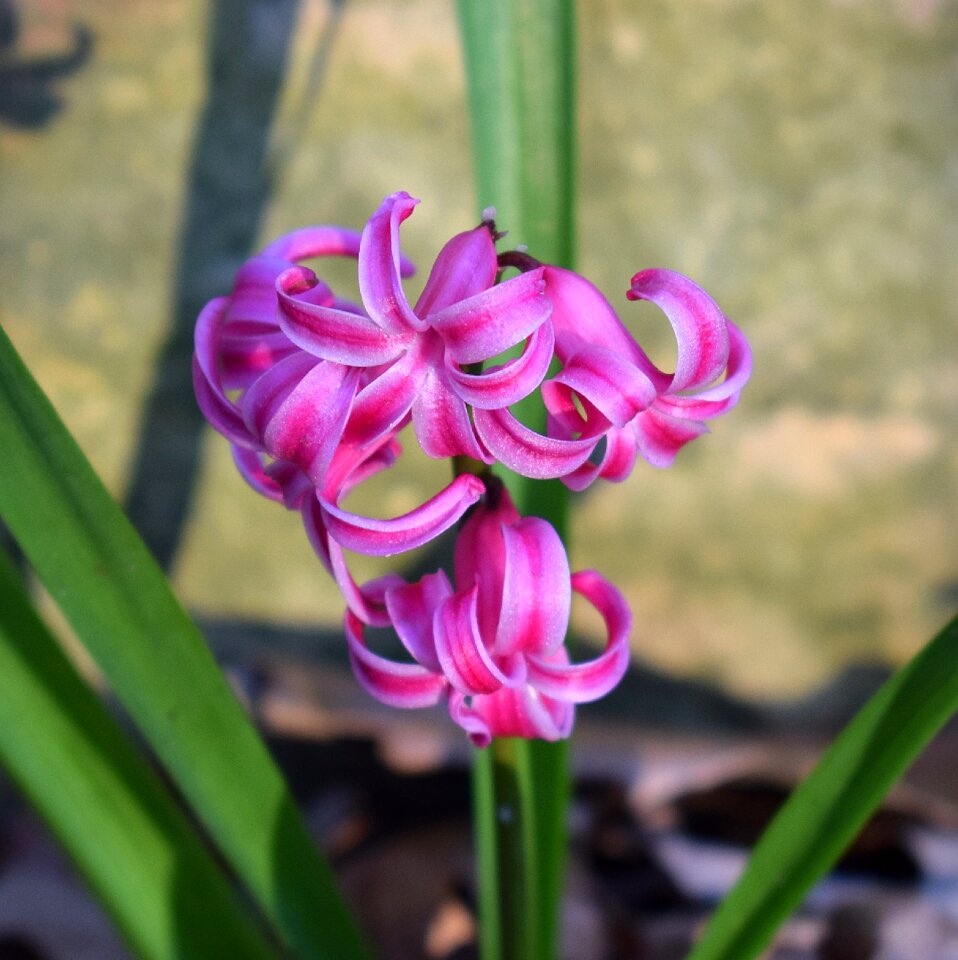 Blossom bloom bulb