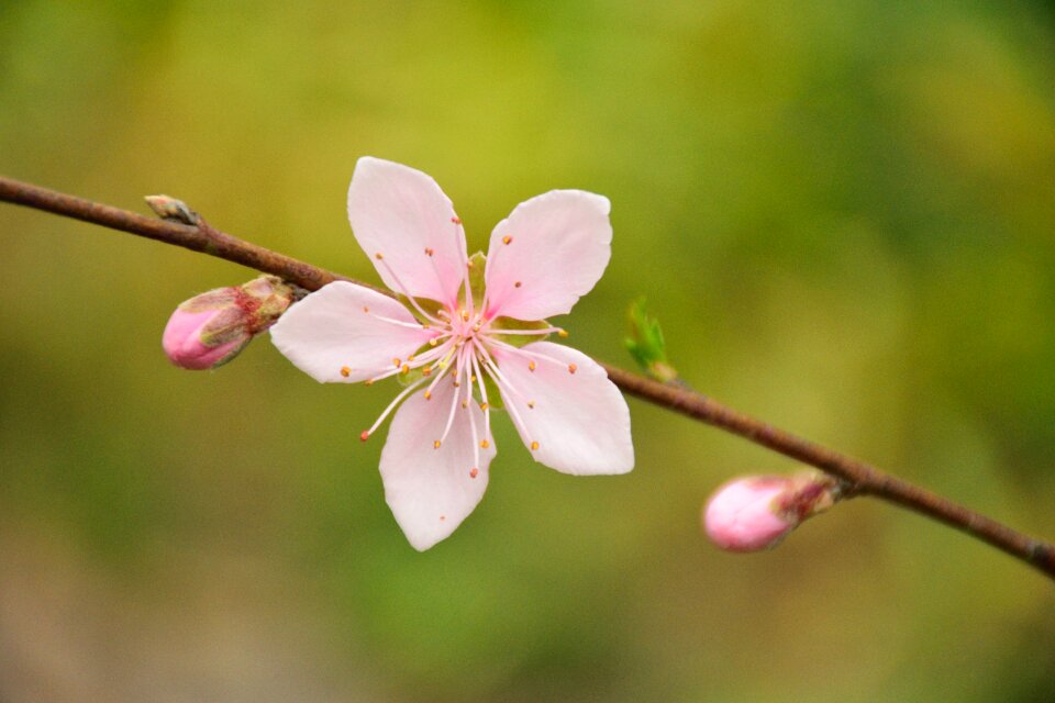 Cherry blossom white spring
