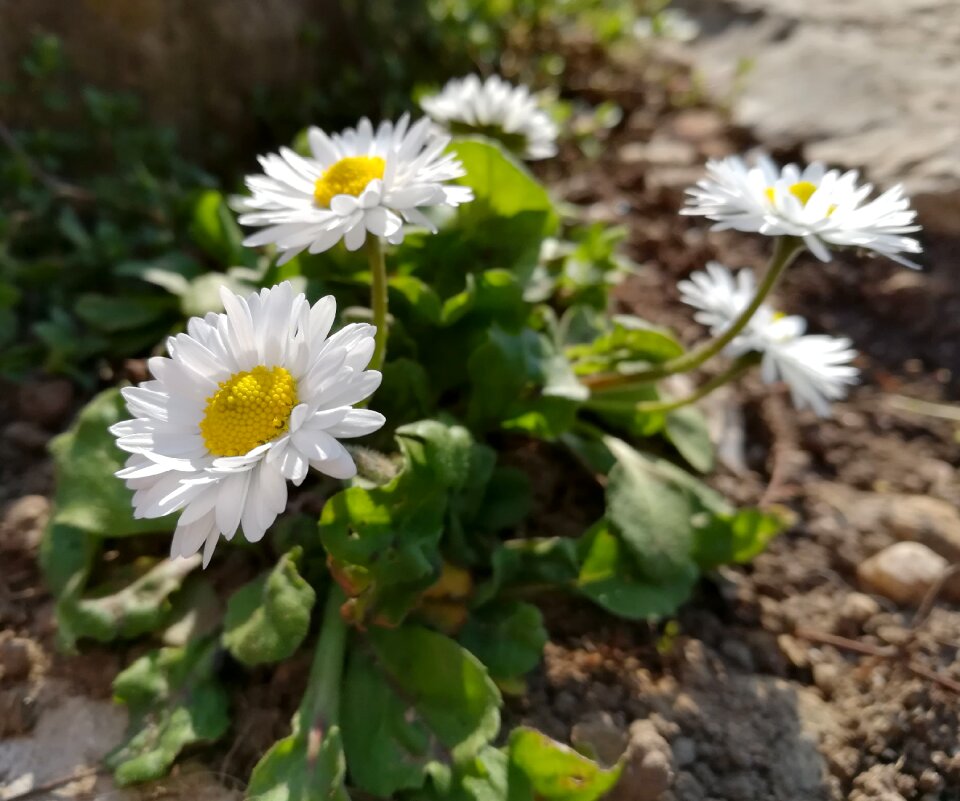 Petals margaret summer