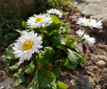 Petals margaret summer